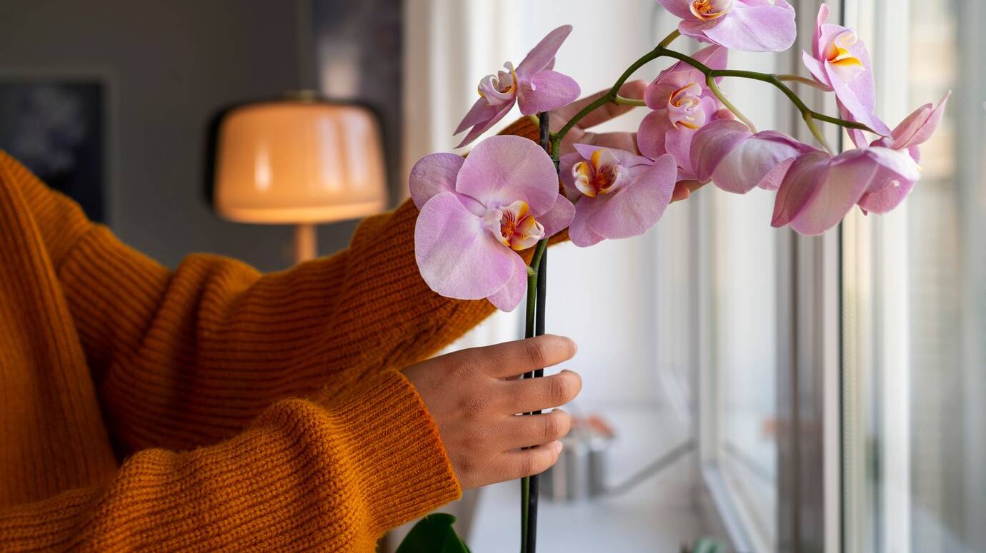 woman-decorating-her-home-with-orchids_23-2150960651