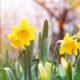 yellow-daffodil-narcissus-blooming-garden_127675-2729