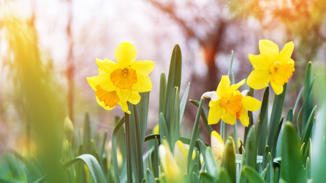 yellow-daffodil-narcissus-blooming-garden_127675-2729