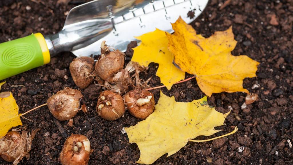 Bulbs-Ready-to-Plant-in-the-Fall-1024x683