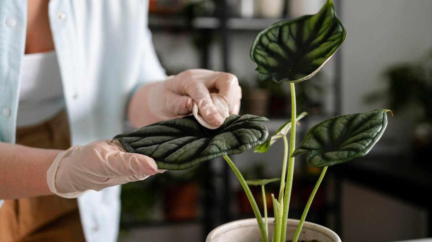 close-up-woman-growing-plants_23-2148928420