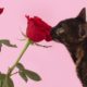 closeup-shot-brown-cat-roses-pink-background_181624-33813