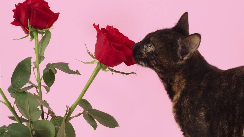 closeup-shot-brown-cat-roses-pink-background_181624-33813