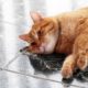 cute-cat-floor_144627-7875