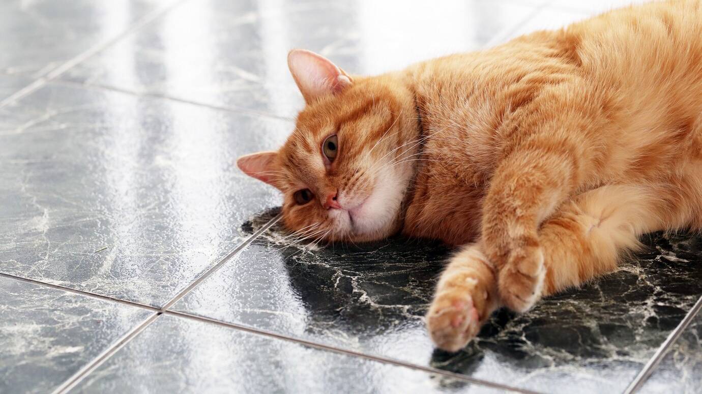 cute-cat-floor_144627-7875