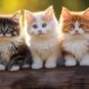 cute-soft-kittens-with-bright-eyes-lined-up-eager-fun_157027-4369