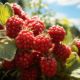 freshness-nature-leaf-fruit-raspberry-summer-food-plant-generated-by-artificial-intellingence_25030-62914