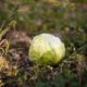 harvested-green-cabbage-field_23-2147907096