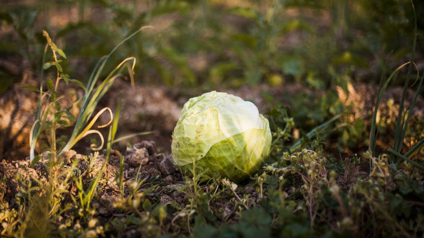 harvested-green-cabbage-field_23-2147907096