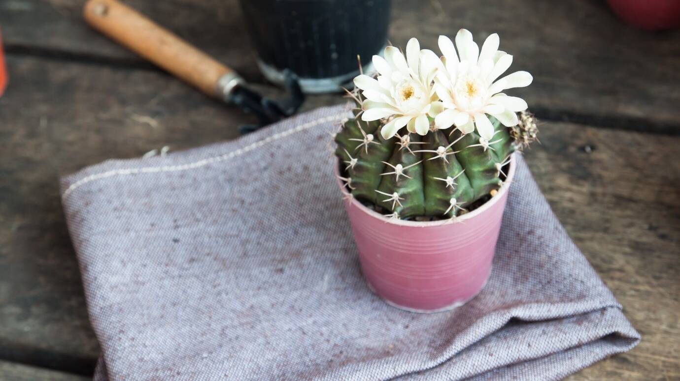 pot-table-seedling-hand-dirt-gardener_1428-729