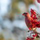 yellow-common-crossbill-bird-eating-red-rowan-berries-perched-tree_181624-11077