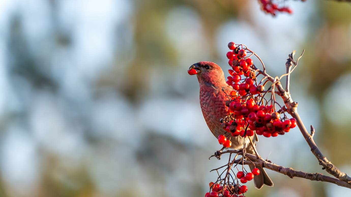 yellow-common-crossbill-bird-eating-red-rowan-berries-perched-tree_181624-11077