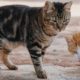 closeup-shot-cute-kittens-standing-ground-outside_181624-41618