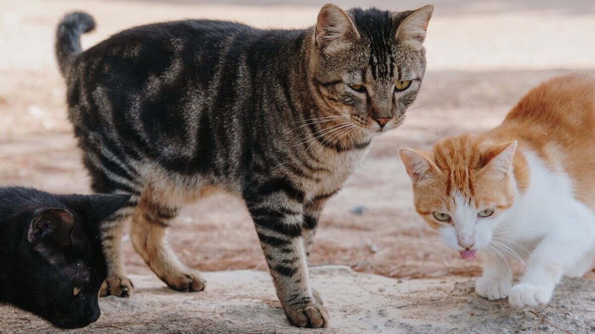 closeup-shot-cute-kittens-standing-ground-outside_181624-41618