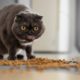 cute-cat-eating-food-floor_23-2149363735