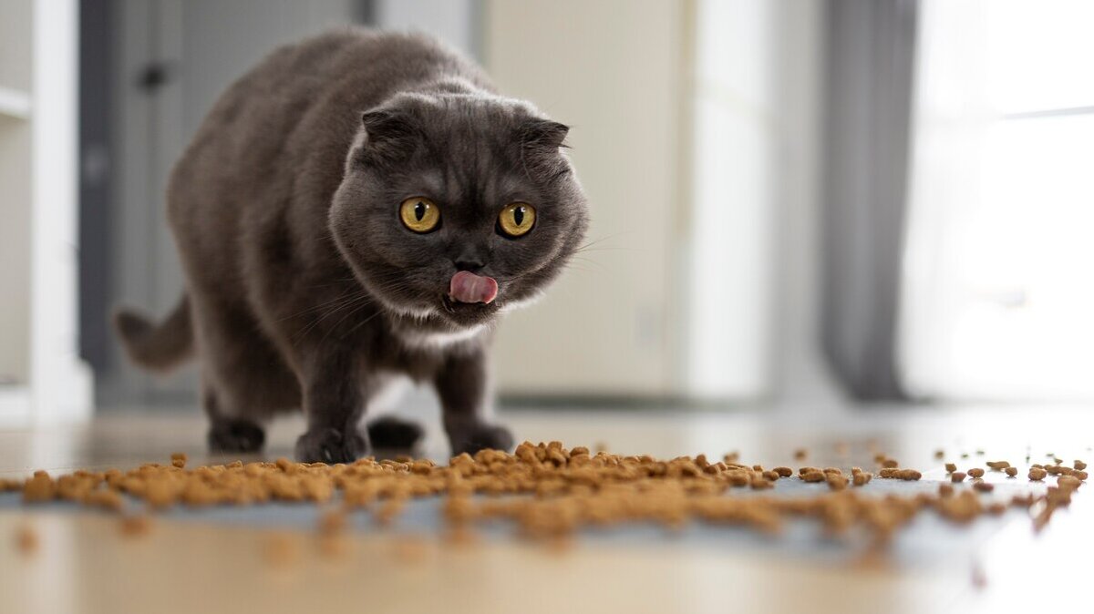 cute-cat-eating-food-floor_23-2149363735