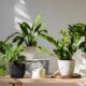 indoor-plants-studio_23-2151022062