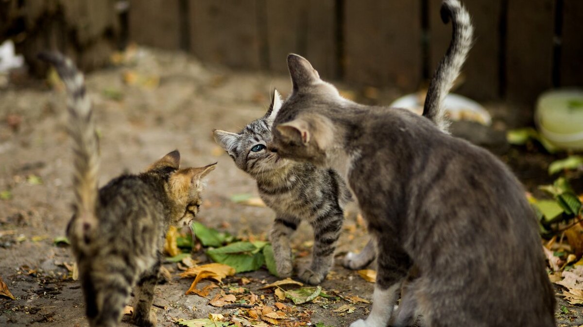 «кошки