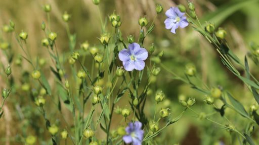 wild-flax-4В Череповце откроется современный завод по переработке льна322342_1280 (1)