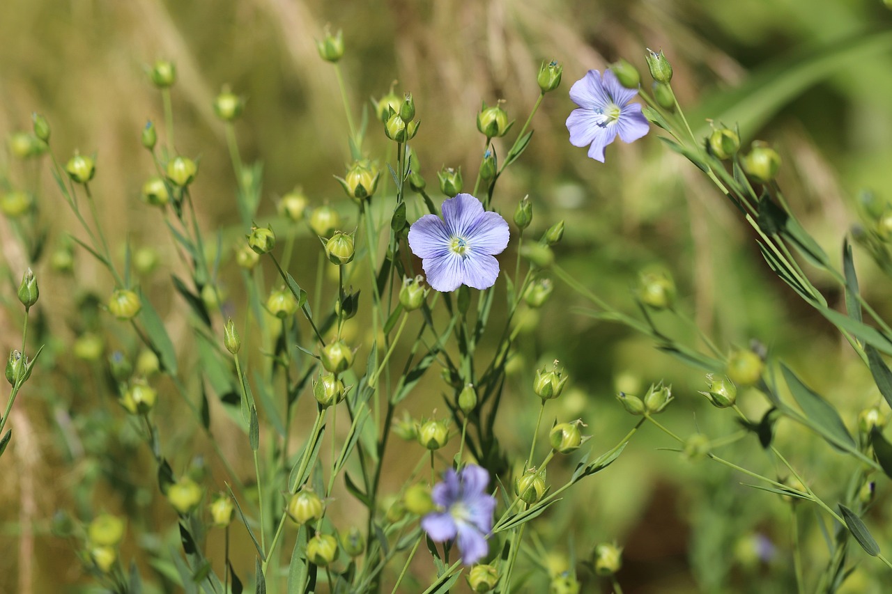 wild-flax-4В Череповце откроется современный завод по переработке льна322342_1280 (1)